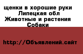 щенки в хорошие руки - Липецкая обл. Животные и растения » Собаки   